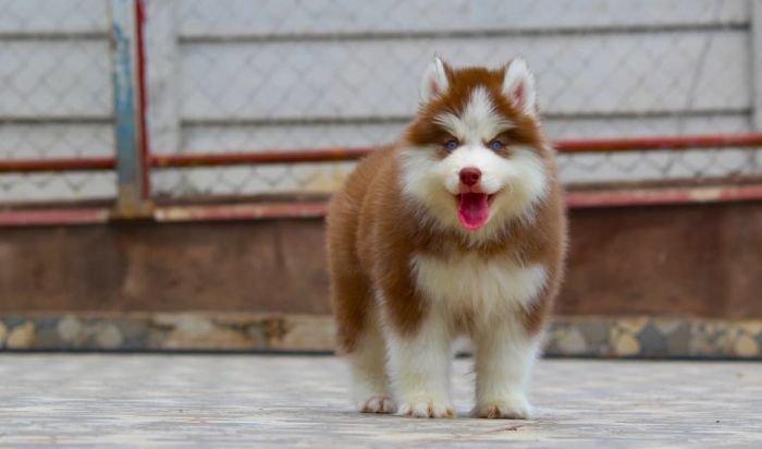 DogsIndia.com - Siberian Husky - Dr. Taranath