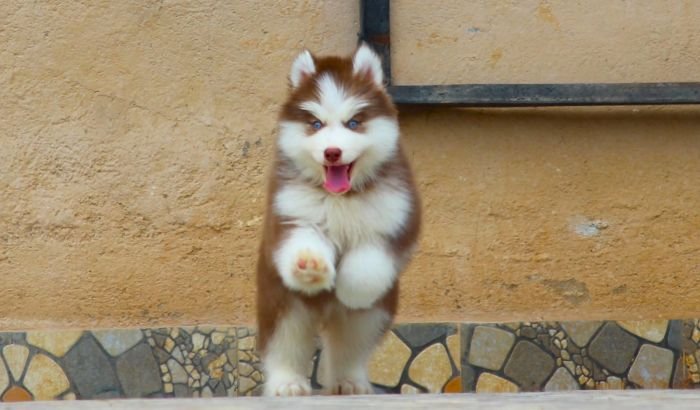 DogsIndia.com - Siberian Husky - Dr. Taranath