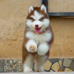 DogsIndia.com - Siberian Husky - Dr. Taranath