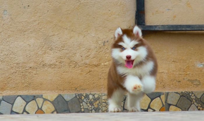 DogsIndia.com - Siberian Husky - Dr. Taranath