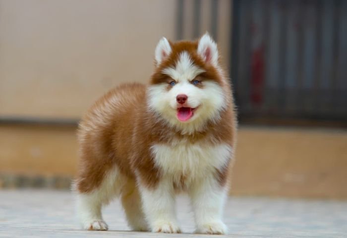 DogsIndia.com - Siberian Husky - Dr. Taranath