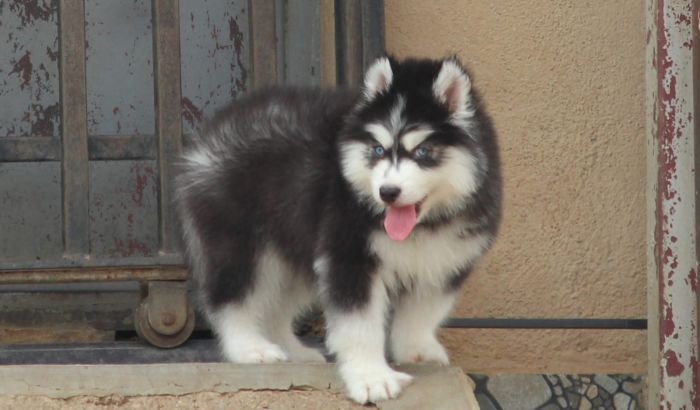 DogsIndia.com - Siberian Husky - Dr. Taranath