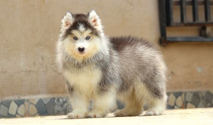 DogsIndia.com - Siberian Husky - Dr. Taranath