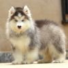 DogsIndia.com - Siberian Husky - Dr. Taranath