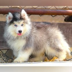 DogsIndia.com - Siberian Husky - Dr. Taranath