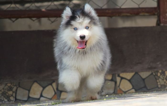 DogsIndia.com - Siberian Husky - Dr. Taranath