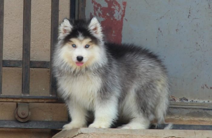 DogsIndia.com - Siberian Husky - Dr. Taranath