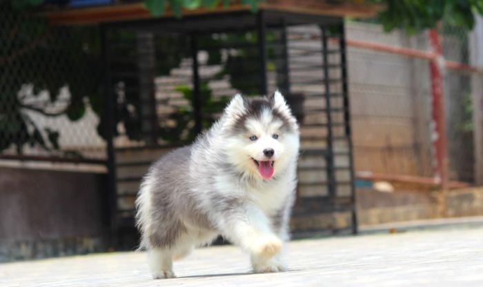 DogsIndia.com - Siberian Husky - Dr. Taranath
