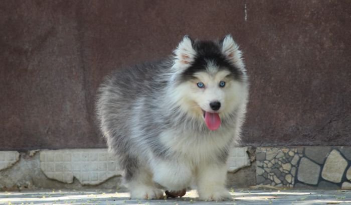 DogsIndia.com - Siberian Husky - Dr. Taranath