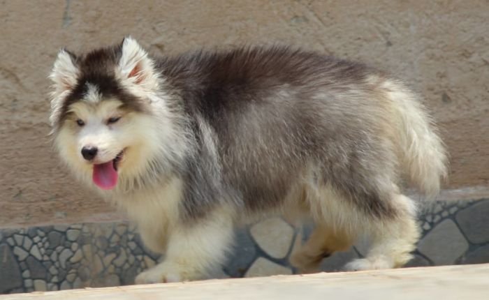 DogsIndia.com - Siberian Husky - Dr. Taranath