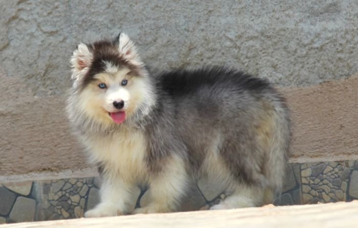 DogsIndia.com - Siberian Husky - Dr. Taranath