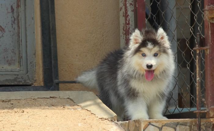 DogsIndia.com - Siberian Husky - Dr. Taranath