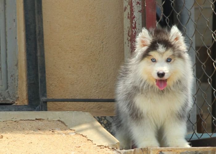 DogsIndia.com - Siberian Husky - Dr. Taranath