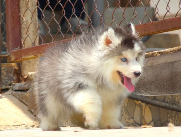 DogsIndia.com - Siberian Husky - Dr. Taranath