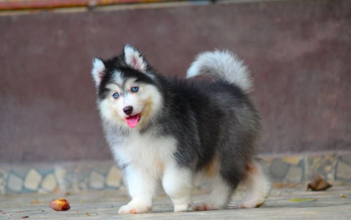 DogsIndia.com - Siberian Husky - Dr. Taranath