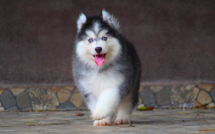 DogsIndia.com - Siberian Husky - Dr. Taranath