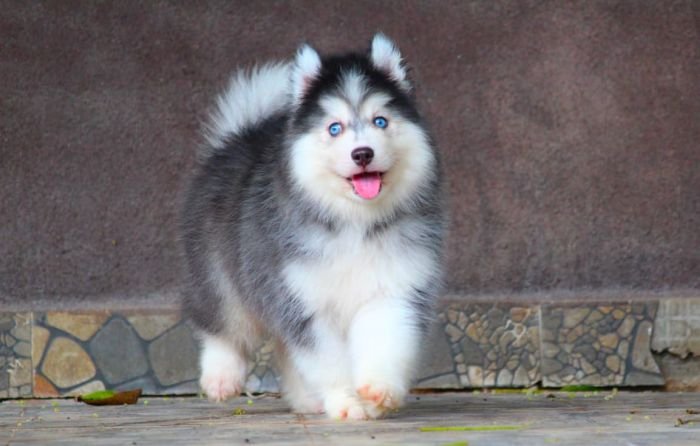 DogsIndia.com - Siberian Husky - Dr. Taranath