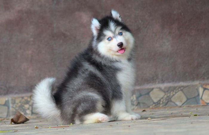 DogsIndia.com - Siberian Husky - Dr. Taranath