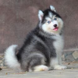 DogsIndia.com - Siberian Husky - Dr. Taranath