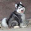 DogsIndia.com - Siberian Husky - Dr. Taranath