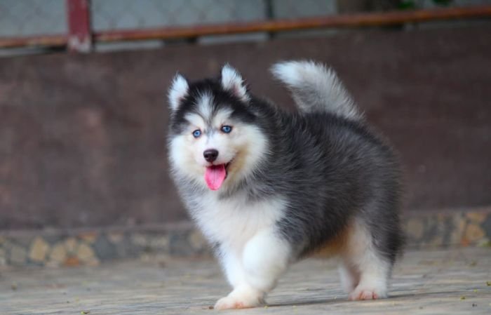 DogsIndia.com - Siberian Husky - Dr. Taranath