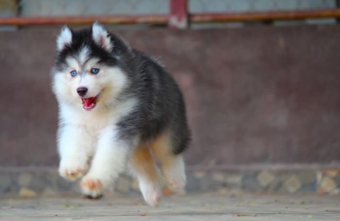 DogsIndia.com - Siberian Husky - Dr. Taranath