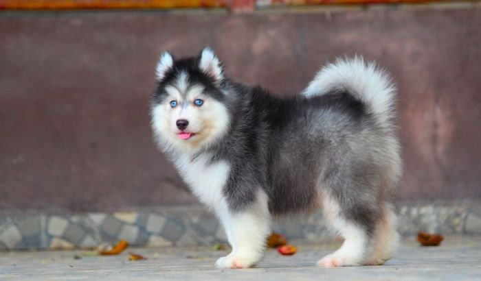 DogsIndia.com - Siberian Husky - Dr. Taranath