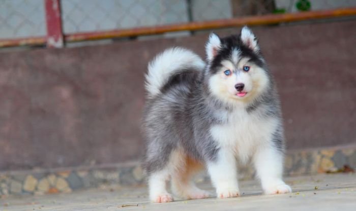 DogsIndia.com - Siberian Husky - Dr. Taranath