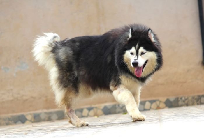 DogsIndia.com - Siberian Husky - Dr. Taranath