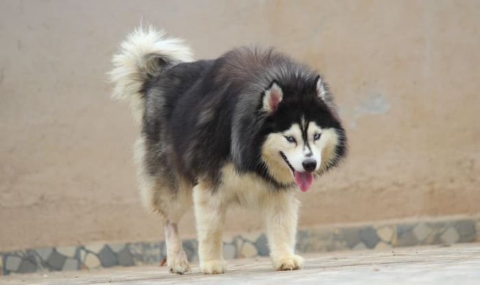 DogsIndia.com - Siberian Husky - Dr. Taranath