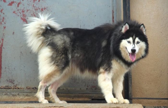 DogsIndia.com - Siberian Husky - Dr. Taranath