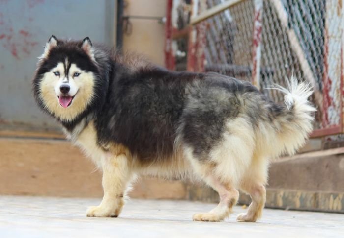 DogsIndia.com - Siberian Husky - Dr. Taranath