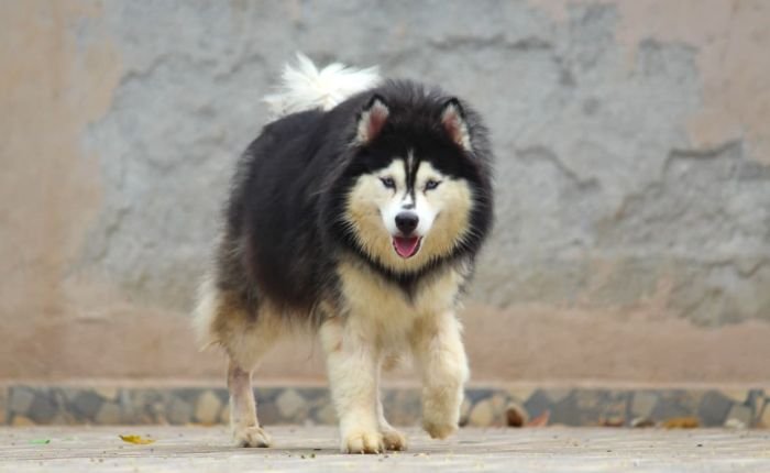 DogsIndia.com - Siberian Husky - Dr. Taranath