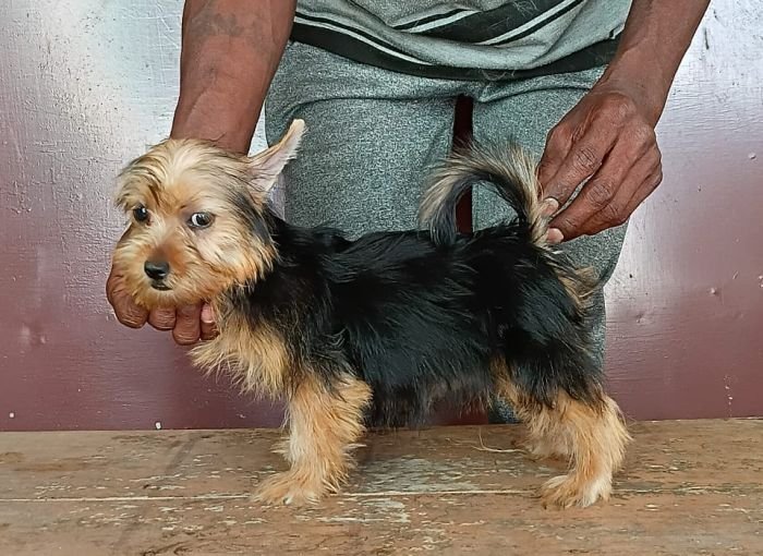 DogsIndia.com - Silky Terrier - Anish