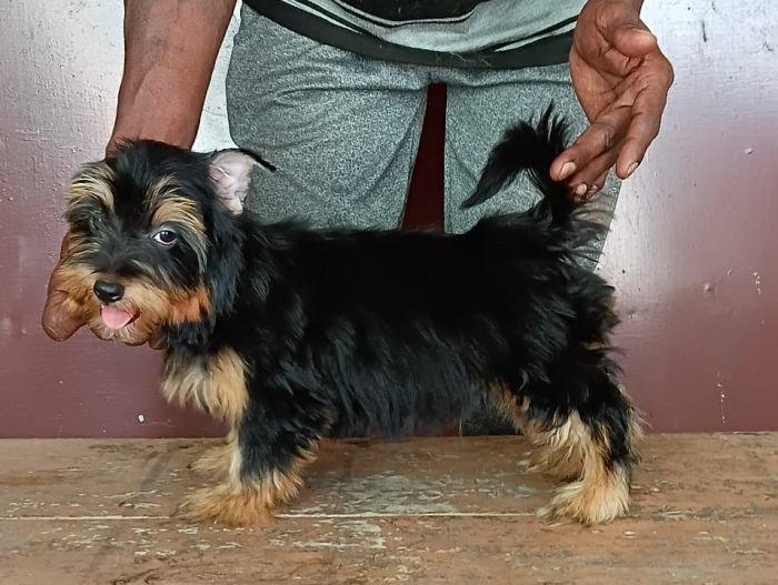 DogsIndia.com - Silky Terrier - Anish