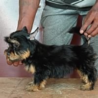 DogsIndia.com - Silky Terrier - Anish