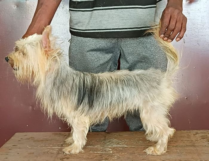 DogsIndia.com - Silky Terrier - Anish