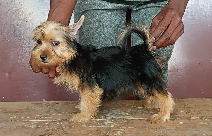 DogsIndia.com - Silky Terrier - Anish