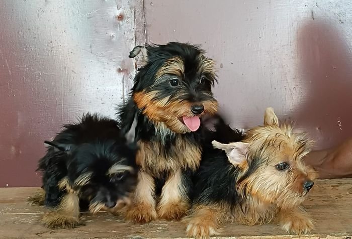 DogsIndia.com - Silky Terrier - Anish