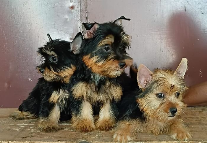 DogsIndia.com - Silky Terrier - Anish