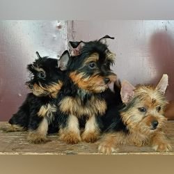 DogsIndia.com - Silky Terrier - Anish