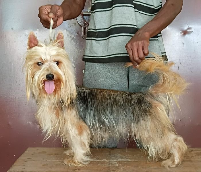 DogsIndia.com - Silky Terrier - Anish