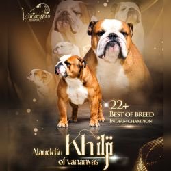 DogsIndia.com - Bulldog at Stud - Contact:  Lakhan Soni