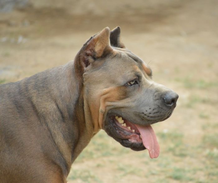 DogsIndia.com - Cane Corso Available at Stud - Arvind