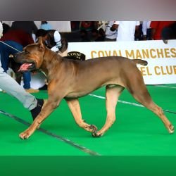 DogsIndia.com - Cane Corso Available at Stud - Arvind