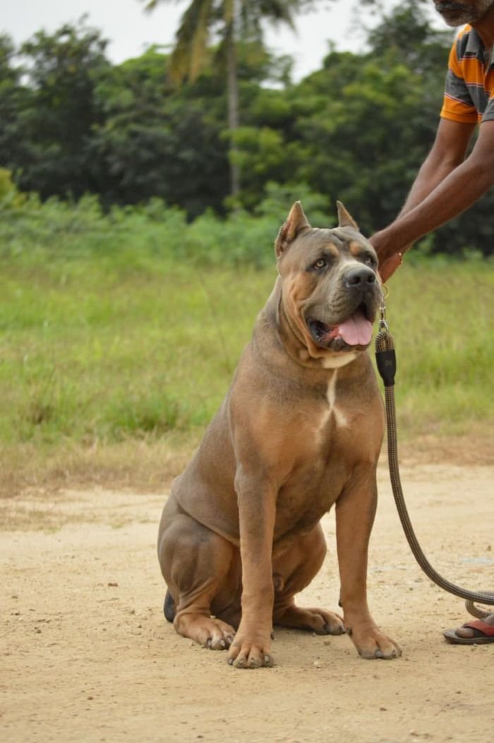 DogsIndia.com - Cane Corso Available at Stud - Arvind