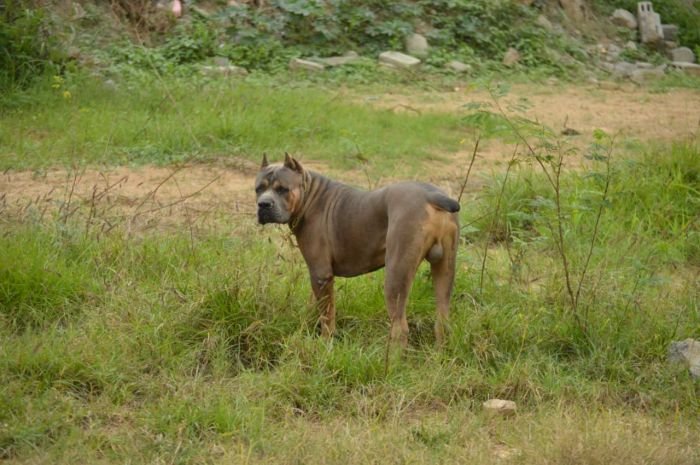 DogsIndia.com - Cane Corso Available at Stud - Arvind