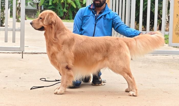 DogsIndia.com - Golden Retriever at Stud - Likelywoofs