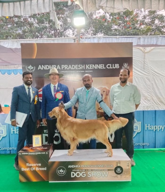 DogsIndia.com - Golden Retriever at Stud - Likelywoofs