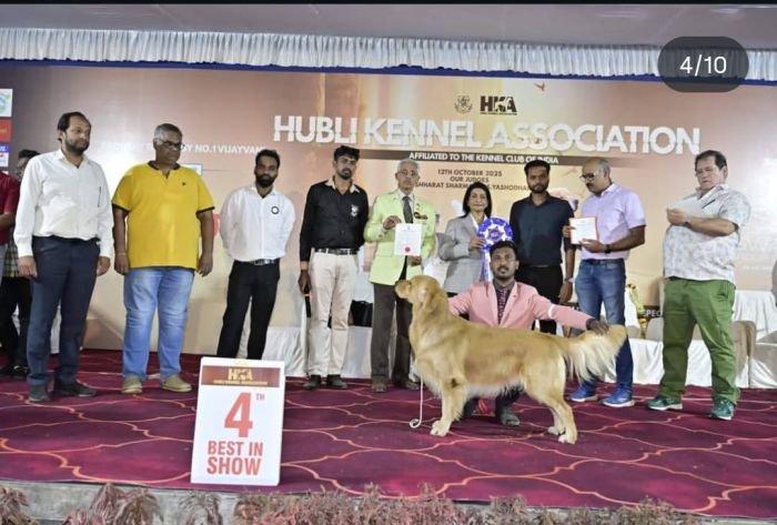 DogsIndia.com - Golden Retriever at Stud - Likelywoofs